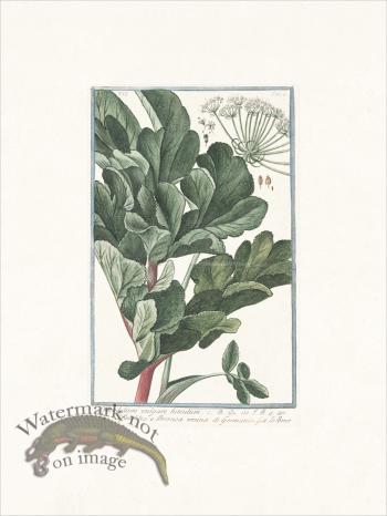 Bonelli 501 Hairy Cow parsnip